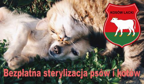 Bezpłatna sterylizacja psów i kotów